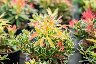Pieris japonica 'Flaming Silver'