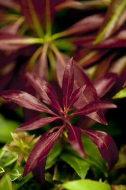 Pieris japonica 'Katsura'