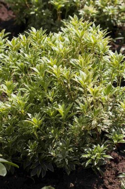 Andromède du japon Pieris japonica 'Variegata' arbuste Pieris japonica 'Variegata'