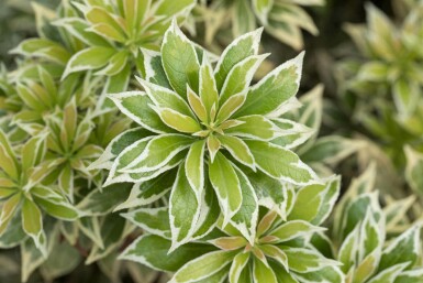 Andromède du japon Pieris japonica 'Variegata' arbuste Pieris japonica 'Variegata'