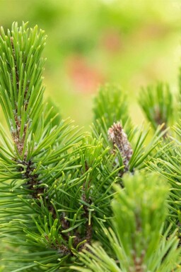 Pinus mugo 'Mops'