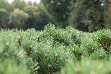 Pin noir Pinus nigra 'Nana' arbuste Pinus nigra 'Nana' arbuste