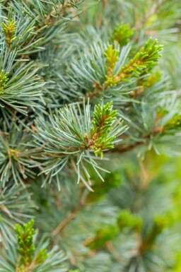 Pinus parviflora 'Negishi'