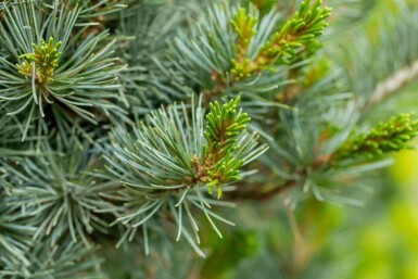 Pinus parviflora 'Negishi'