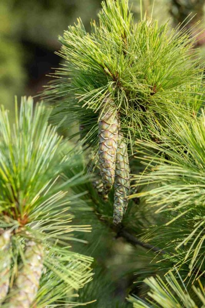 Pin de macédoine Pinus peuce arbuste Pinus peuce arbuste