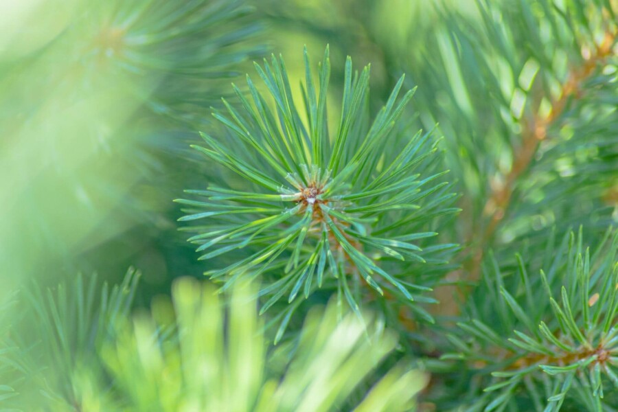 Pin sylvestre Pinus sylvestris arbuste Pinus sylvestris arbuste