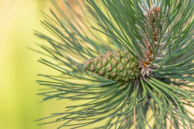 Pin sylvestre Pinus sylvestris arbuste Pinus sylvestris arbuste
