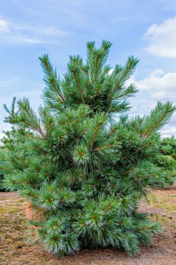 Pin sylvestre Pinus sylvestris 'Watereri' arbuste Pinus sylvestris 'Watereri' arbuste
