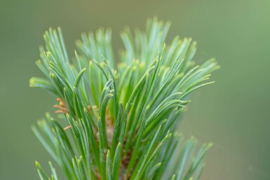 Pin sylvestre Pinus sylvestris 'Watereri' arbuste Pinus sylvestris 'Watereri' arbuste