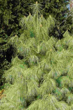 Pin de l'Himalaya Pinus wallichiana arbuste Pinus wallichiana arbuste