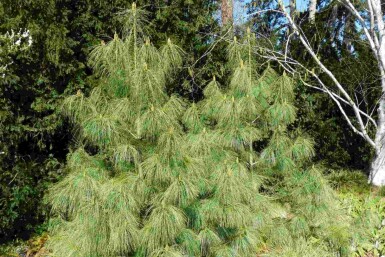 Pin de l'Himalaya Pinus wallichiana arbuste Pinus wallichiana arbuste