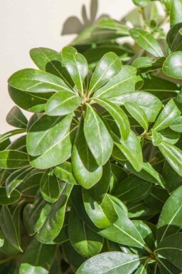 Pittospore du japon Pittosporum tobira 'Nanum' arbuste Pittosporum tobira 'Nanum' arbuste