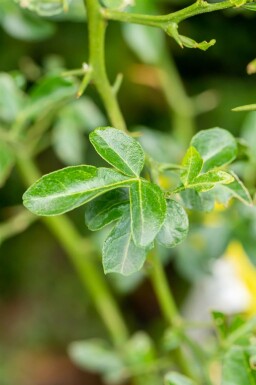 Citronnier épineux Poncirus trifoliata arbuste Poncirus trifoliata