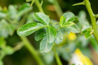 Citronnier épineux Poncirus trifoliata arbuste Poncirus trifoliata