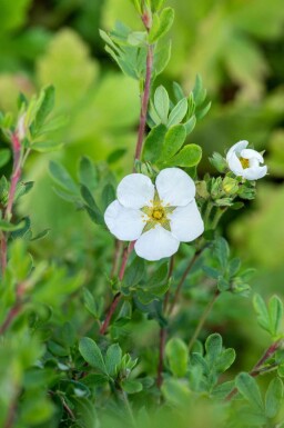Potentille arbustive Potentilla fruticosa 'Abbotswood' arbuste Potentilla fruticosa 'Abbotswood'