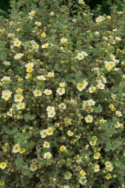 Potentille arbustive Potentilla fruticosa 'Limelight' arbuste Potentilla fruticosa 'Limelight' arbuste