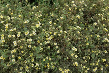 Potentille arbustive Potentilla fruticosa 'Limelight' arbuste Potentilla fruticosa 'Limelight' arbuste