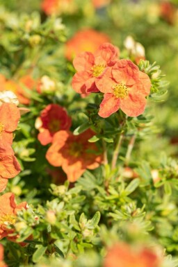 Potentille arbustive Potentilla fruticosa 'Red Ace' arbuste Potentilla fruticosa 'Red Ace'