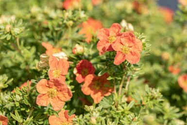 Potentille arbustive Potentilla fruticosa 'Red Ace' arbuste Potentilla fruticosa 'Red Ace'