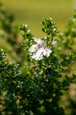 Menthe des montagnes Prostanthera cuneata arbuste Prostanthera cuneata