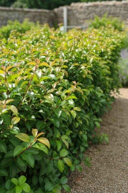 Prunus lusitanica 'Tico' arbuste