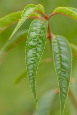 Cerisier du tibet Prunus serrula arbuste Prunus serrula arbuste