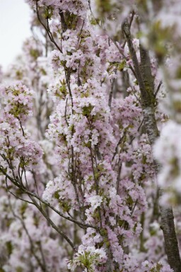 Prunus serrulata 'Amanogawa'