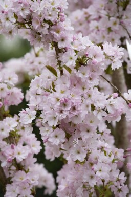 Sakura Prunus serrulata 'Amanogawa' arbuste Prunus serrulata 'Amanogawa' arbuste