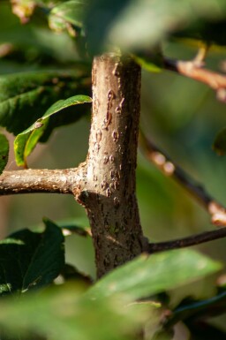 Prunus spinosa arbuste 60-90 cm racines nues