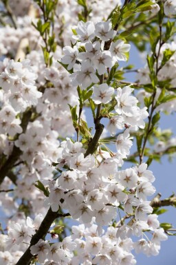 Cerisier japonais Prunus yedoensis arbuste Prunus yedoensis