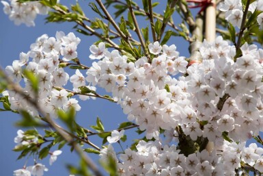 Cerisier japonais Prunus yedoensis arbuste Prunus yedoensis