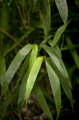 Pseudosasa japonica