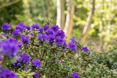 Rhododendron Rhododendron 'Azurika' arbuste Rhododendron 'Azurika'