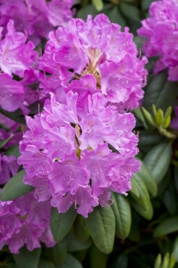 Rhododendron Rhododendron catawbiense 'Boursault' arbuste Rhododendron catawbiense 'Boursault'