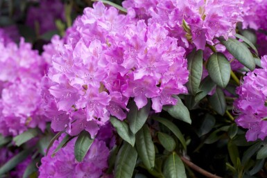 Rhododendron Rhododendron catawbiense 'Boursault' arbuste Rhododendron catawbiense 'Boursault'