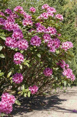 Rhododendron Rhododendron 'Cosmopolitan' arbuste Rhododendron 'Cosmopolitan'