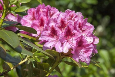 Rhododendron Rhododendron 'Cosmopolitan' arbuste Rhododendron 'Cosmopolitan'