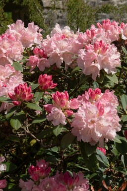 Rhododendron Rhododendron 'Dreamland' arbuste Rhododendron 'Dreamland'