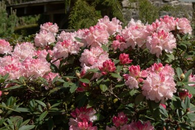 Rhododendron Rhododendron 'Dreamland' arbuste Rhododendron 'Dreamland'