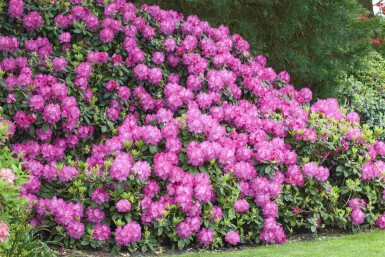 Rhododendron Rhododendron 'Germania' arbuste Rhododendron 'Germania' arbuste
