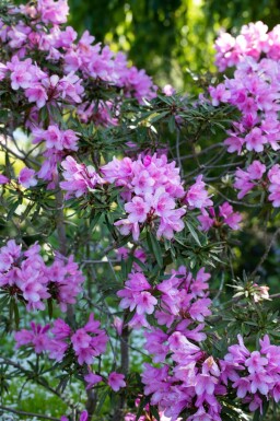 Rhododendron Rhododendron 'Graziella' arbuste Rhododendron 'Graziella'