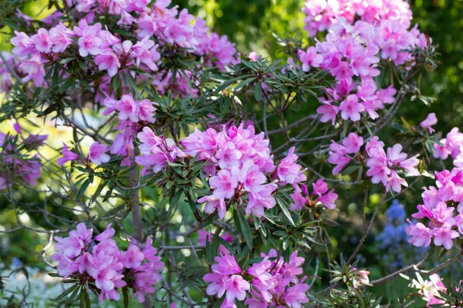 Rhododendron Rhododendron 'Graziella' arbuste Rhododendron 'Graziella' arbuste