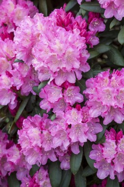 Rhododendron Rhododendron 'Kalinka' arbuste Rhododendron 'Kalinka'