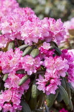 Rhododendron Rhododendron 'Kalinka' arbuste Rhododendron 'Kalinka'