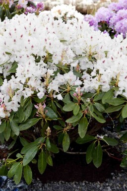 Rhododendron Rhododendron 'Madame Masson' arbuste Rhododendron 'Madame Masson' arbuste