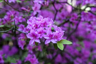 Rhododendron Rhododendron praecox arbuste Rhododendron praecox