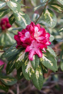 Rhododendron Rhododendron 'President Roosevelt' arbuste Rhododendron 'President Roosevelt'