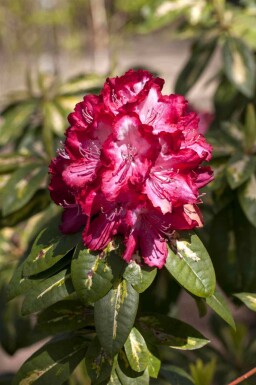 Rhododendron Rhododendron 'President Roosevelt' arbuste Rhododendron 'President Roosevelt'