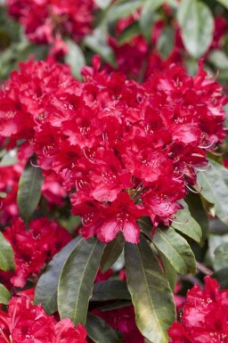 Rhododendron Rhododendron 'Red Jack' arbuste Rhododendron 'Red Jack'