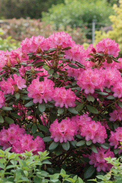 Rhododendron 'Wine and Roses' arbuste